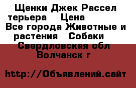 Щенки Джек Рассел терьера  › Цена ­ 15 000 - Все города Животные и растения » Собаки   . Свердловская обл.,Волчанск г.